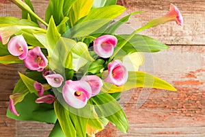 Beautiful fresh pink calla lilies