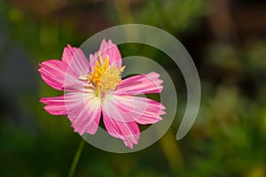 Beautiful fresh pink cosmos flower blooming in natural botany garden with copy space