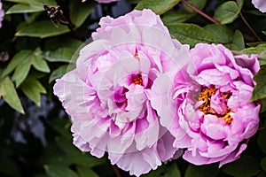 Beautiful fresh pink flower bee-eared by bee