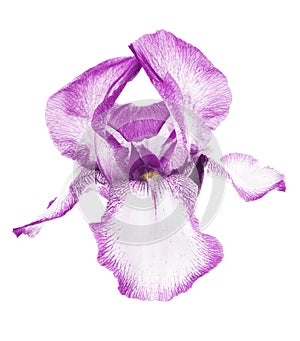 Beautiful fresh Pink Iris flower head isolated on white background.