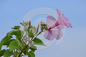 Beautiful fresh pink morning glory ipomoea carnea plant with flower blossoms and buds in blue sky background , medicinal plant,