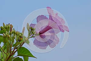 Beautiful fresh pink morning glory ipomoea carnea plant with flower blossoms and buds in blue sky background , medicinal plant