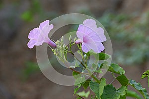 Beautiful fresh pink morning glory ipomoea carnea plant with flower blossoms and buds in natural background, botanical garden