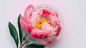 Beautiful fresh pink peony flower isolated on white background