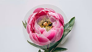 Beautiful fresh pink peony flower isolated on white background