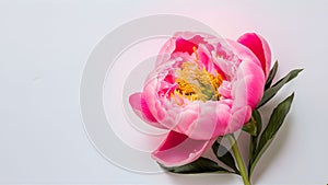 Beautiful fresh pink peony flower isolated on white background