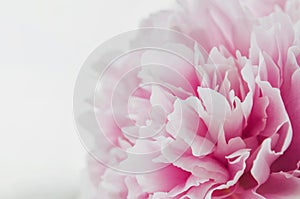 Beautiful fresh pink peony flower isolated on white background. Peonies summer . Love floral. Macro image. Place for