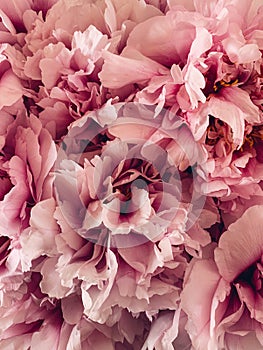 Beautiful fresh pink peony flowers in full bloom.