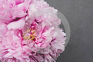 Beautiful fresh pink peony flowers in full bloom on gray background.