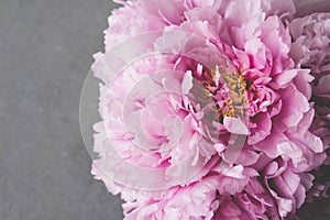 Beautiful fresh pink peony flowers in full bloom on gray background.