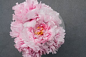 Beautiful fresh pink peony flowers in full bloom on gray background.