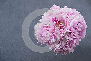 Beautiful fresh pink peony flowers in full bloom on gray background.