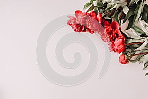 Beautiful fresh pink peony flowers in full bloom on white background. Floral flat lay, top view. Copy space for text. Mother`s da