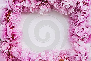 Beautiful fresh pink peony flowers in full bloom on white background
