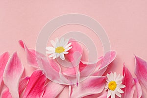 Beautiful fresh pink petals and chamomile flowers on pastel rose background