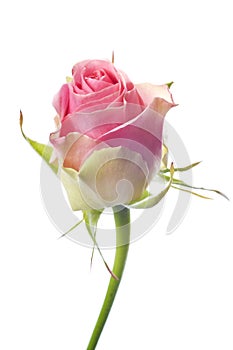 Beautiful fresh pink rose flower isolated on white background.