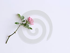 Beautiful fresh pink rose isolated on white background. Gentle romantic background. Top view, flat lay. Flowers, spring