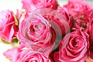 Beautiful fresh pink roses as background