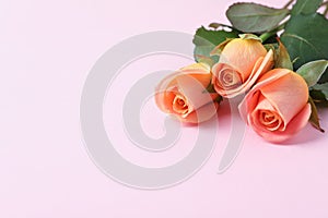 Beautiful fresh pink roses on white background
