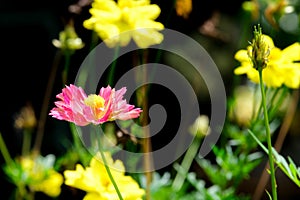 beautiful fresh pink and yellow cosmos color with green leaves and flower blooming and buds in botany garden