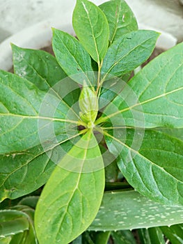 Green chili plant with alovera