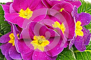 Beautiful fresh primula