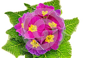 Beautiful fresh primula