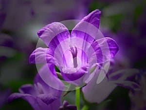 Beautiful fresh purple flower with the light in the middle