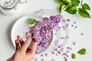 Beautiful fresh purple lilac blossoms in youg woman`s hand