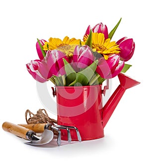 Beautiful Fresh Purple Tulips in Red Watering Can on isolated White Background. Spring, Summer or Holiday Concept.