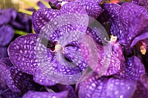 Beautiful fresh purple vanda orchid flower bouquet background