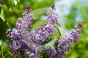 Beautiful fresh purple violet flowers. Close up of purple flower