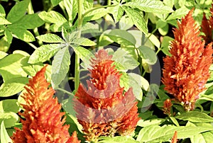 Beautiful Fresh Red Cockscomb Flowers or Woolflowers