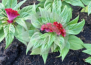 Beautiful Fresh Red Cockscomb Flowers or Woolflowers