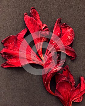 Beautiful fresh red gladiolus  on black. Flower of Gladiolus whit space for text.