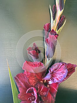 Beautiful fresh red gladiolus isolated on black. Flower of Gladiolus whit space for text