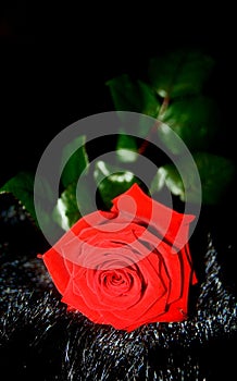 Beautiful fresh red rose. Black background