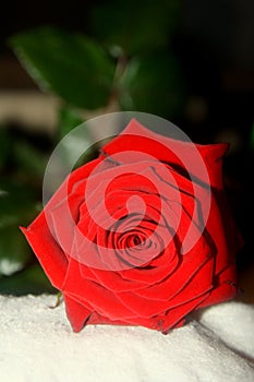 Beautiful fresh red rose. Black background