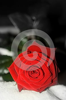 Beautiful fresh red rose. Black background and white