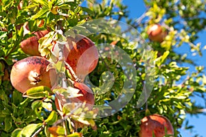 Beautiful fresh and ripe pomegranate fruit on a tree in a lush orchard