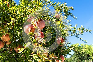 Beautiful fresh and ripe pomegranate fruit on a tree in a lush orchard