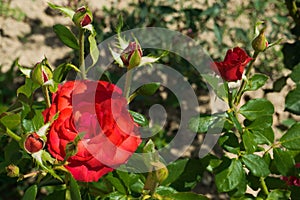 Beautiful fresh rose in the garden at morning