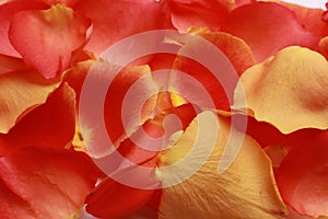 Beautiful fresh rose petals as background, closeup