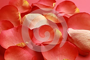 Beautiful fresh rose petals on coral background, closeup