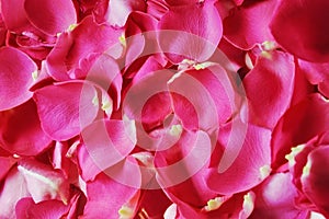 Beautiful fresh rose petals.