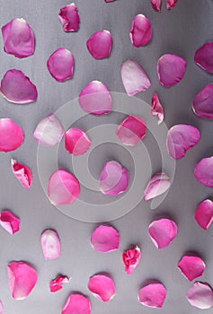 Beautiful fresh rose petals spread out on gray