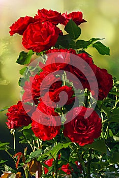 Beautiful fresh roses in nature. Natural background, roses on a garden bush. A close-up of a bush of red roses on the alley of the