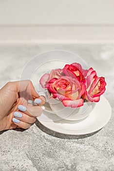 Beautiful fresh roses of pink color with drops of dew in a white scab on a gray concrete background