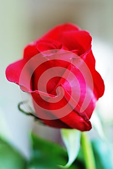 Beautiful fresh scarlet rose bud