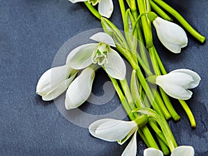 Beautiful fresh snowdrops on dark background